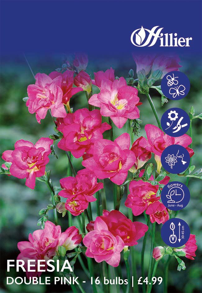 8718641998885 1 HS826 Freesia Double Pink.jpg